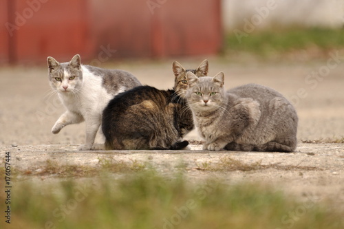 Bild auf Leinwand three cats looking to the camera and one getting ready to leave