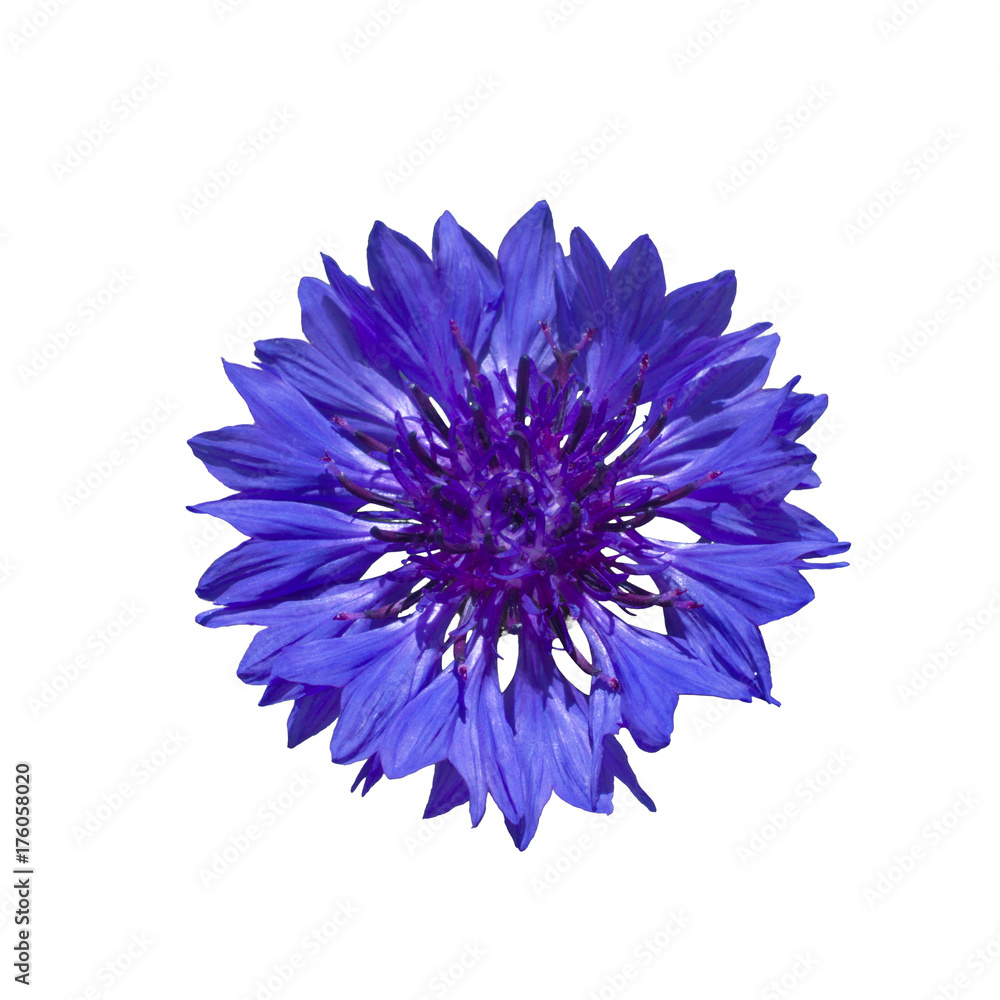 Dark Blue cornflower