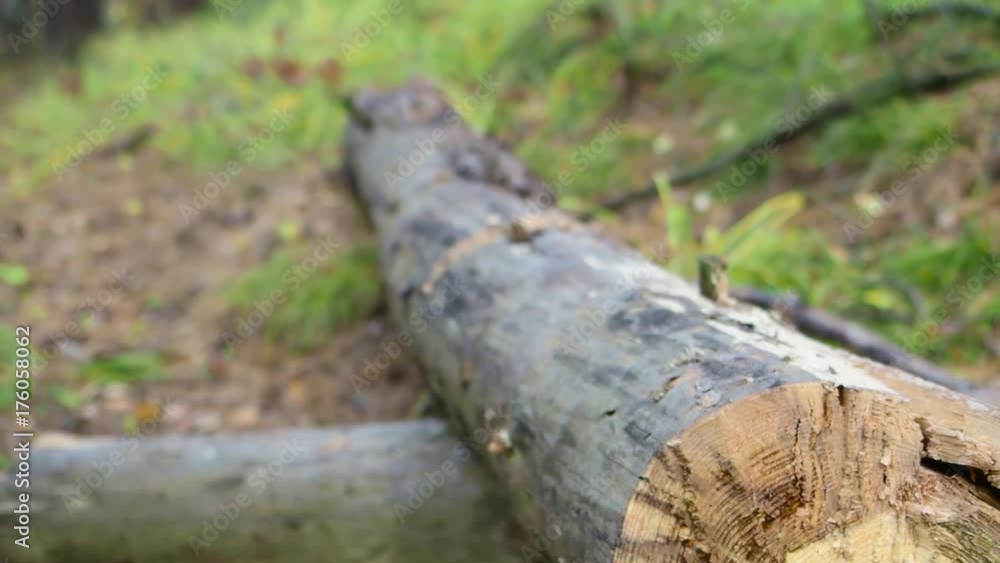 Lumberjack cutting the tree with axe in the forest