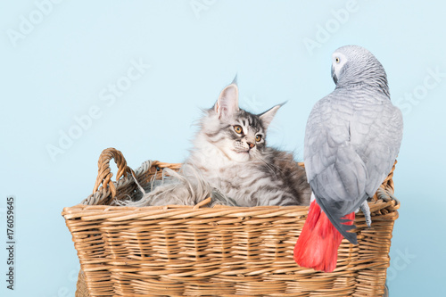 Photography parrot and maine coon kittens