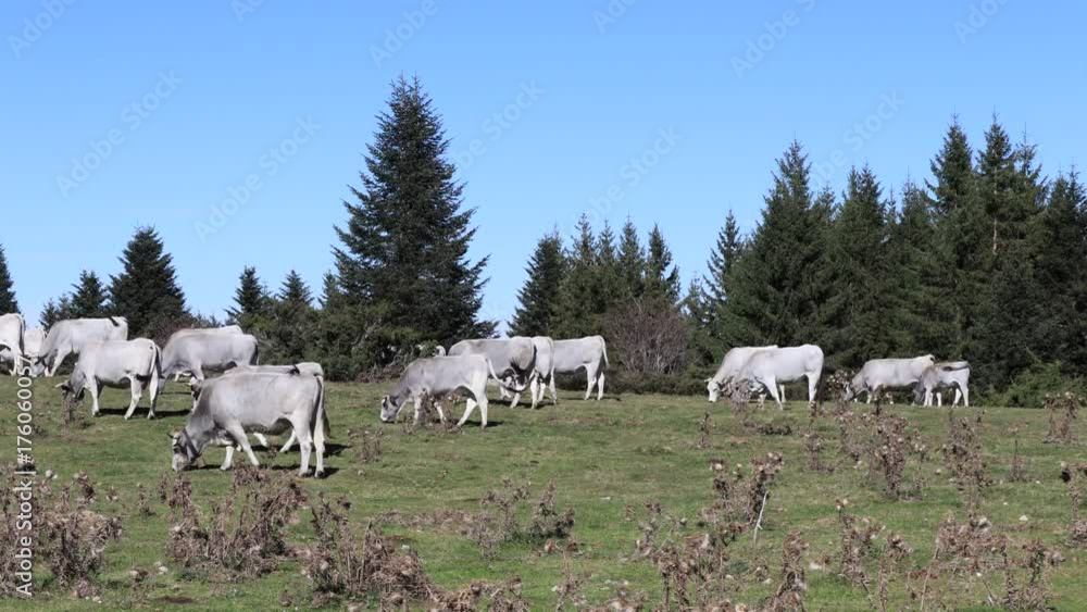 Herd of gascon cows in Pyrenees, Occitania in south of France
Herd of gascon cows in Pyrenees, Occitania in south of France