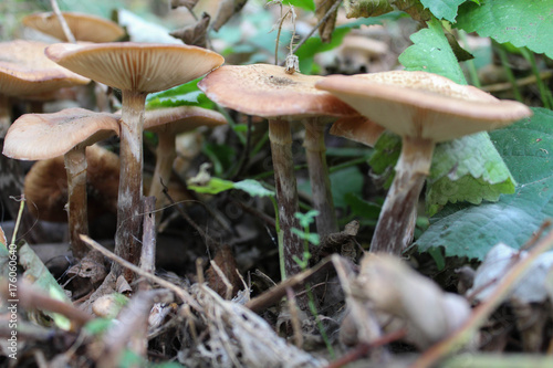 Tanti funghi chiodini circondati dalla natura in autunno