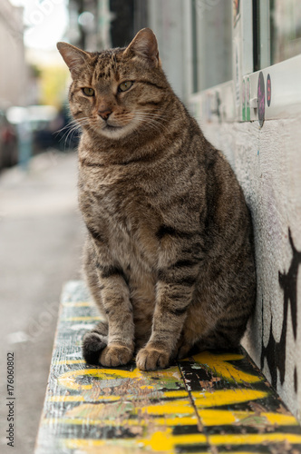 big cat lying on a bench photo