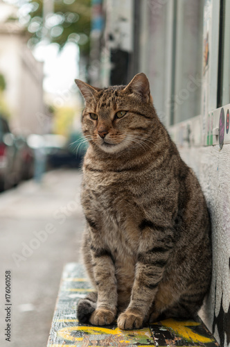 big cat lying on a bench