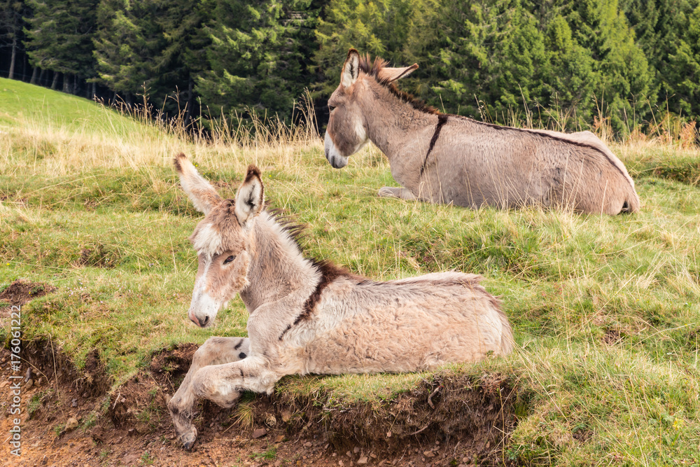 gray jenny donkey with foal resting on meadow gray jenny donkey with foal resting on meadow