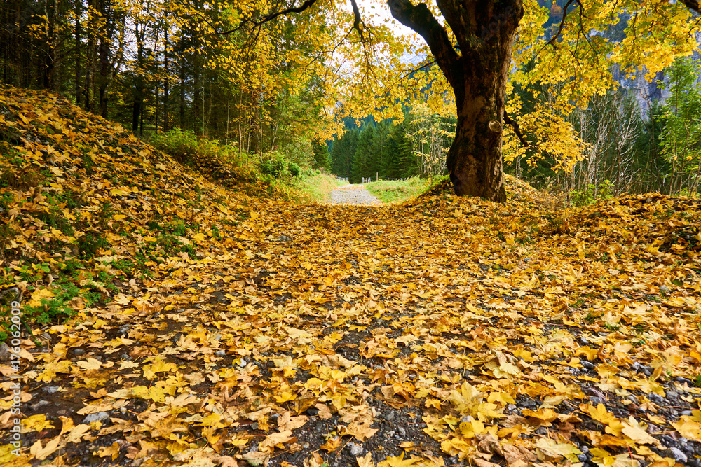 Obraz premium Close-up of a single autumn tree and colorful leaves on the path