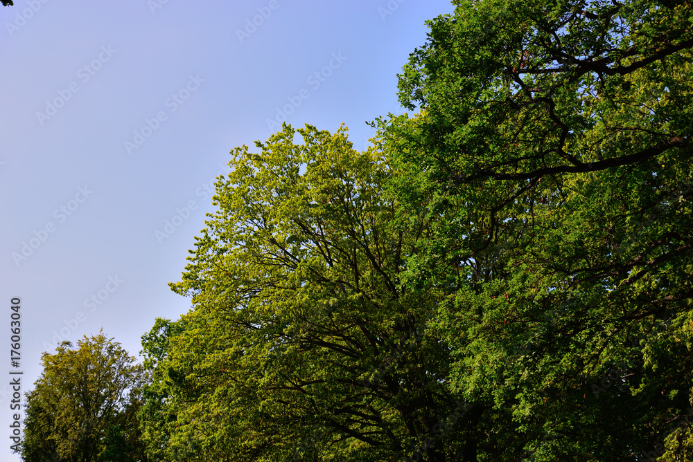 Arboles cielo Arboles cielo