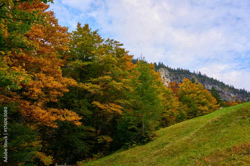  Autumn trees and a green meadow in front of a mountainscape