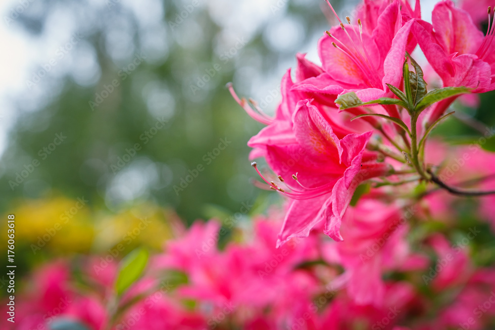 Beautiful pink Azalea flowers - flowering shrubs in the genus Rhododendron
