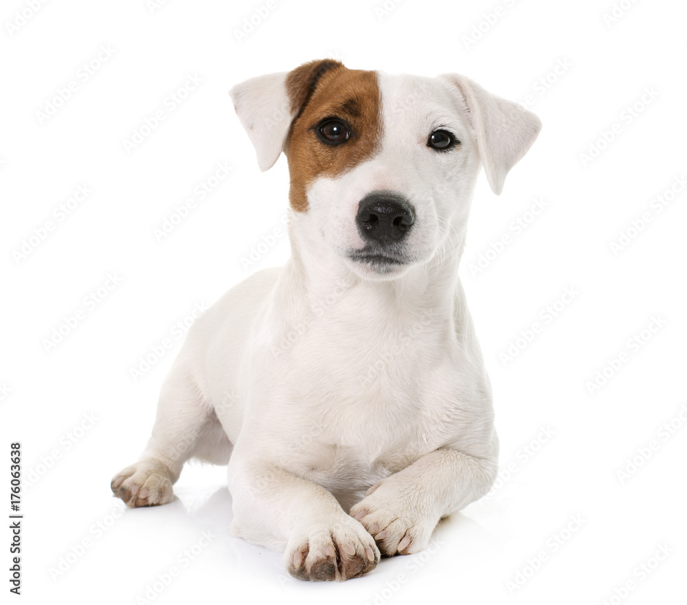 young jack russel terrier