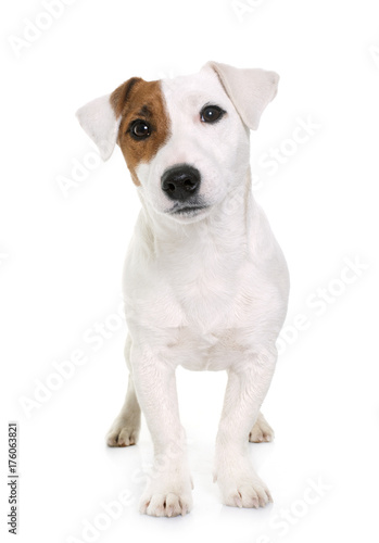 young jack russel terrier © cynoclub