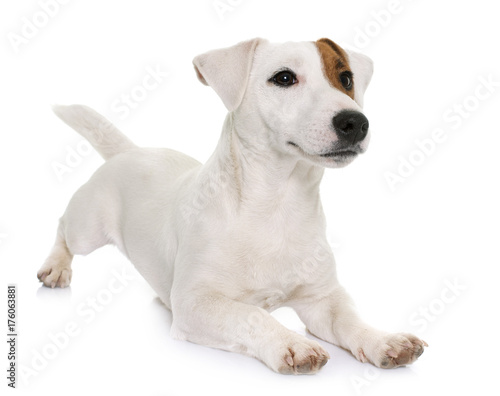 jack russel terrier