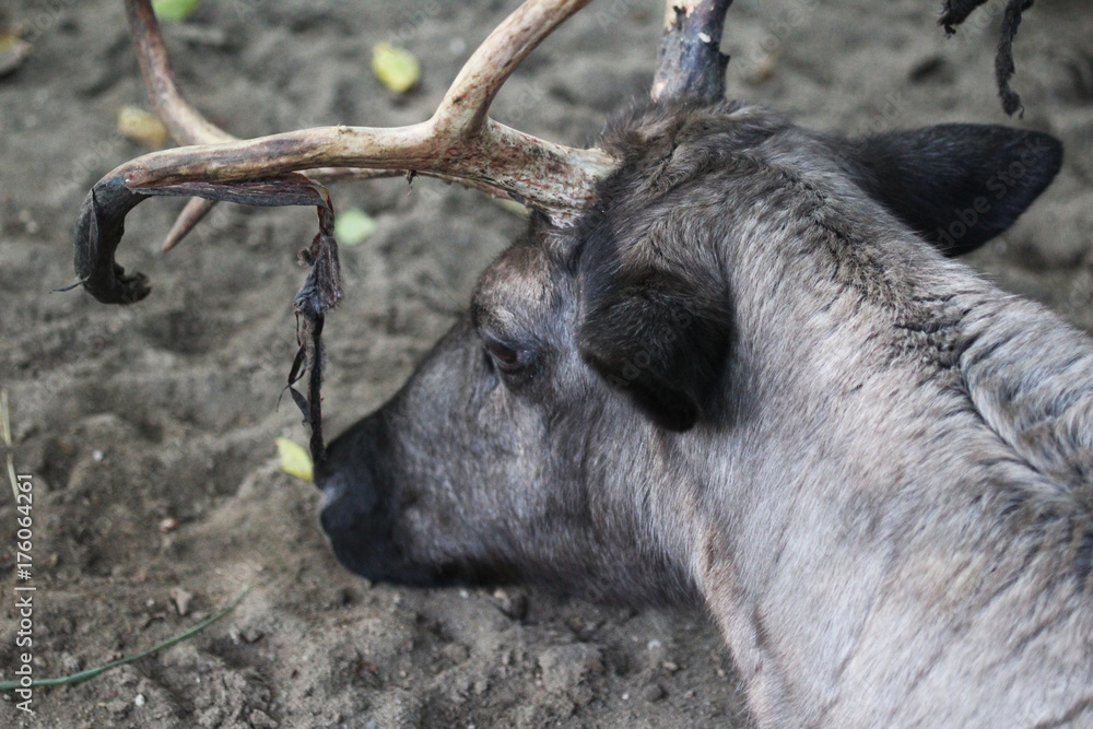 Fototapeta premium reindeer