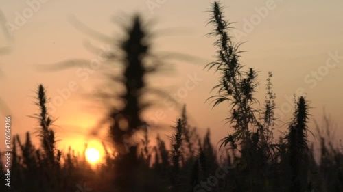 Slow motion wide shot of marijuana field in the amazing sunset background.