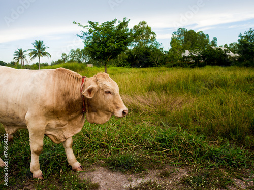 A Cow on a green field  in Thailand © decnui