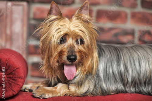 Obraz na plátně silky terrier