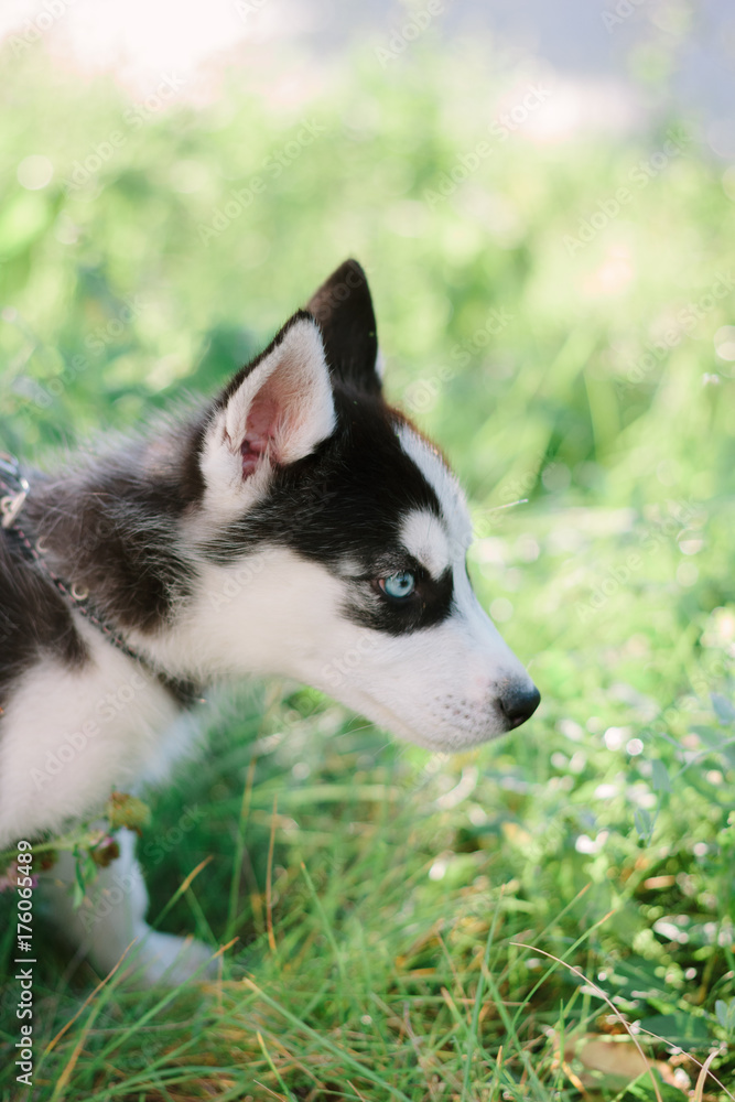 Beautiful little husky dog - symbol of 2018 Beautiful little husky dog - symbol of 2018
