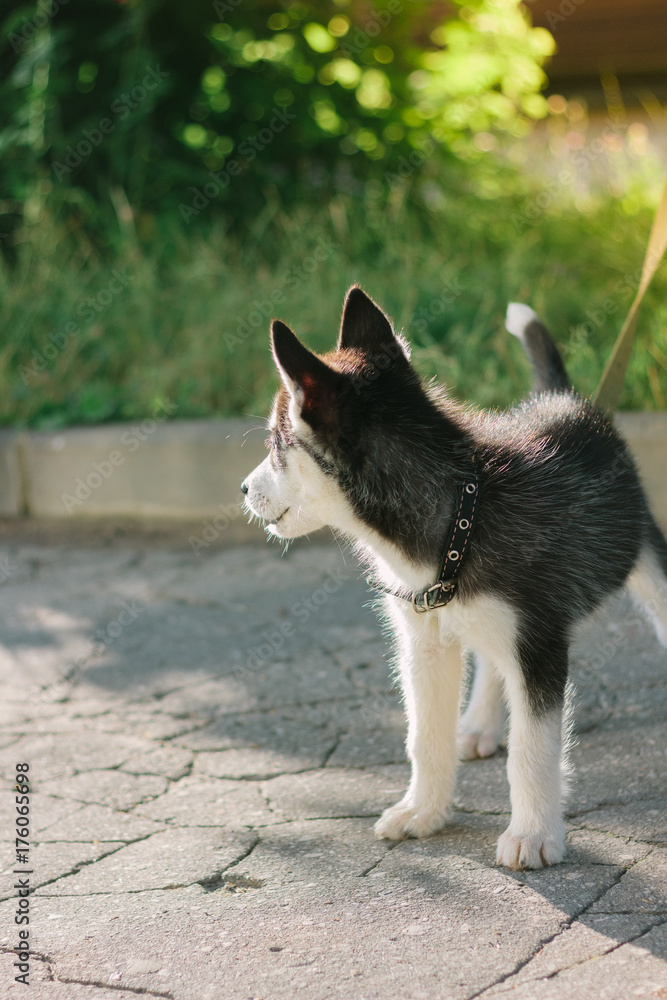 Little husky puppy staying on the road