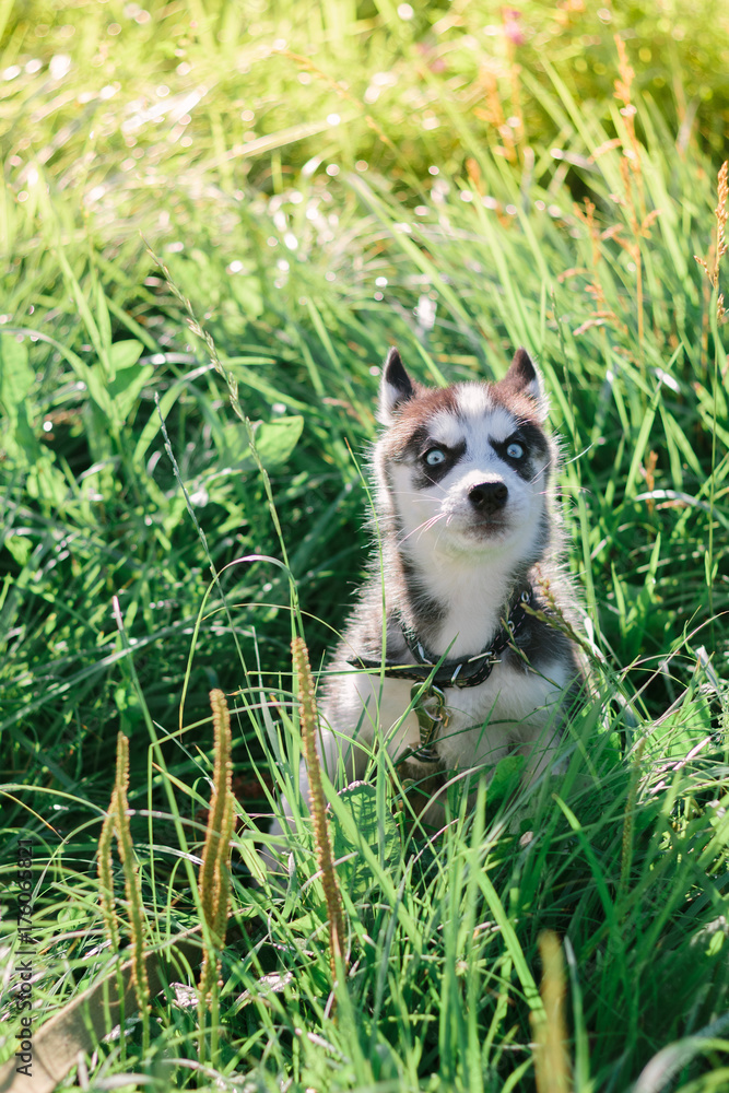 Little puppy of siberian husky playing on the grass
