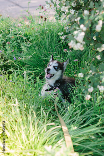 Little husky dog playing on the grass at sunny day