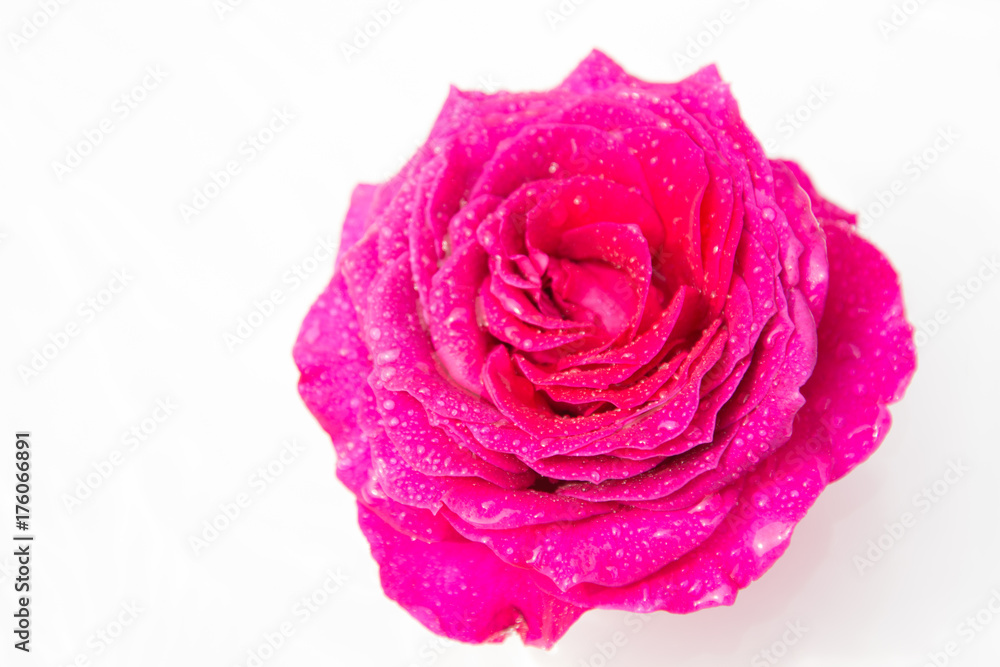 Rose flower. White background. Rose flower. White background.