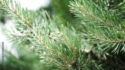 Green prickly branches of a fur-tree or pine. Nice fir branches. Close up. Bright evergreen fresh pine tree green needles branches. New fir-tree needles, conifer
