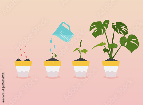 Plant growing stages. Timeline Infographic of planting tree. Flat design style modern vector illustration concept.