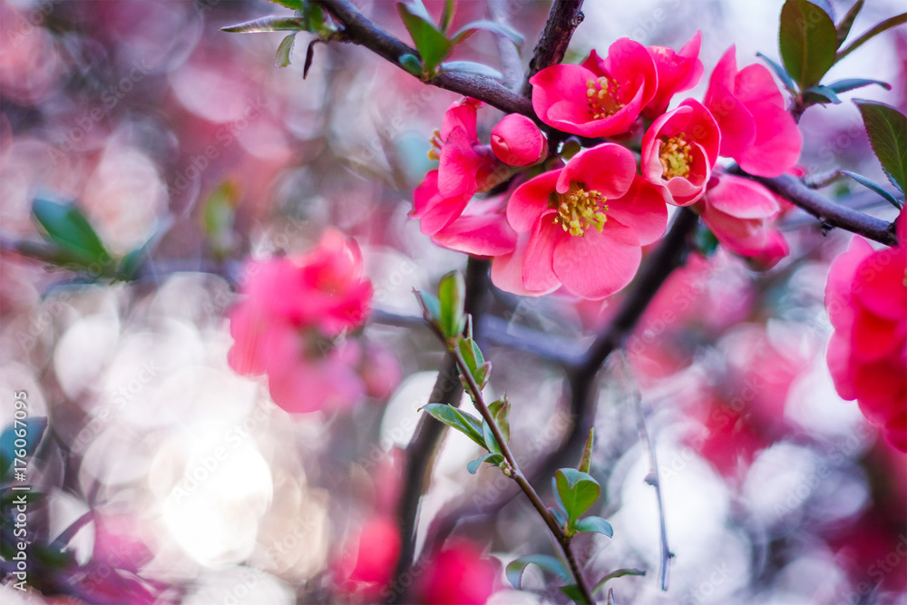 Red Cherry Blossom tree with nature background. A cherry blossom is the flower of any of several trees of genus Prunus, particularly the Japanese cherry.