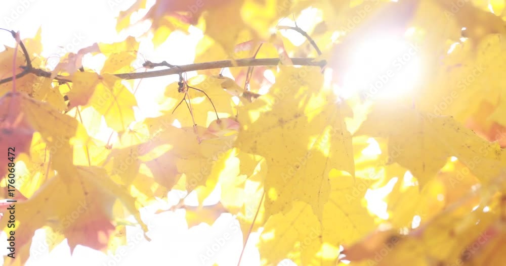 Sun shining through fall leaves blowing in breeze. maple
Sun shining through fall leaves blowing in breeze. maple