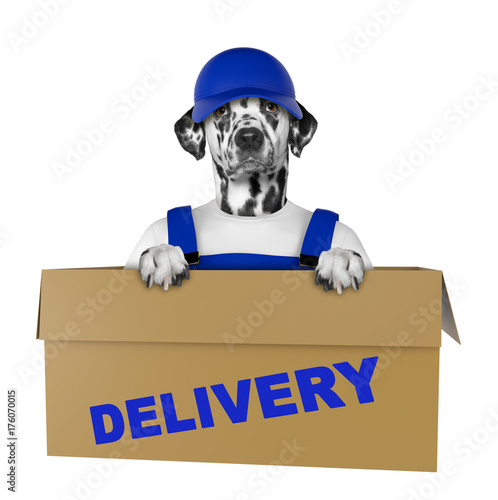 Mail dalmatian dog in a very big moving box. Isolated on white photo