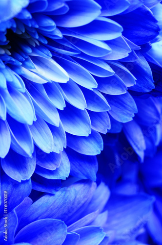 Blue flower macro