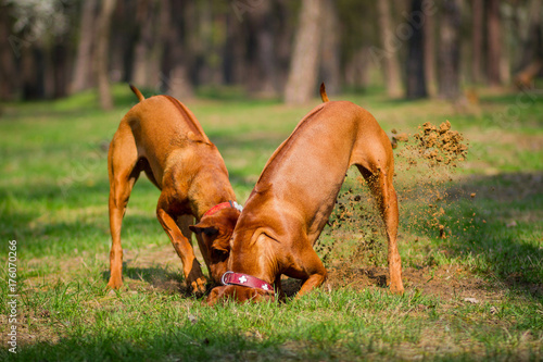 Rhodesian Ridgebacks