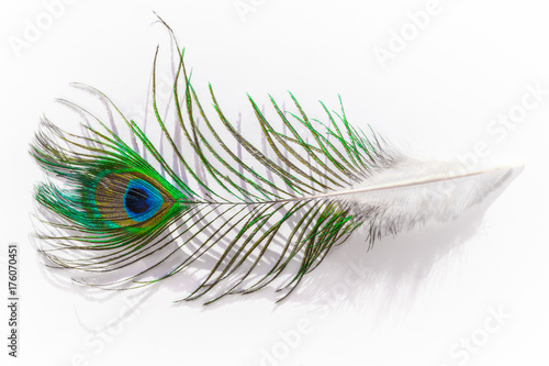 Bird feather peacock closeup isolated on white background
