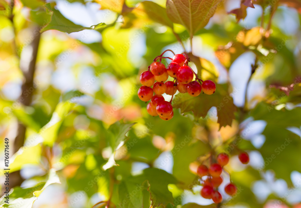 red viburnum berries on a tree branch