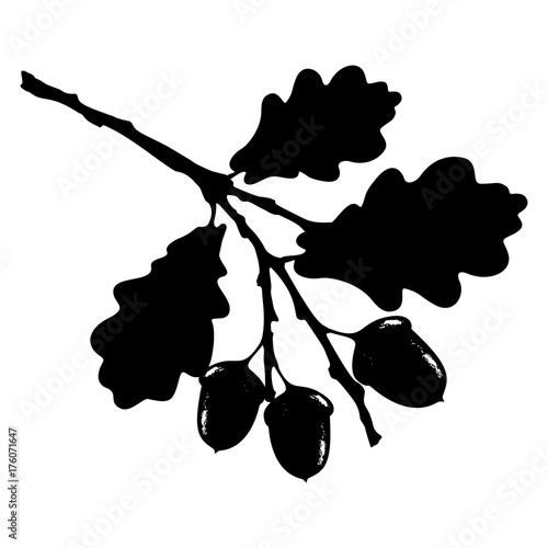 Ecology stylized vector illustration. Oak leaf, acorn and branch isolated silhouette. Eco nature seasonal graphic
