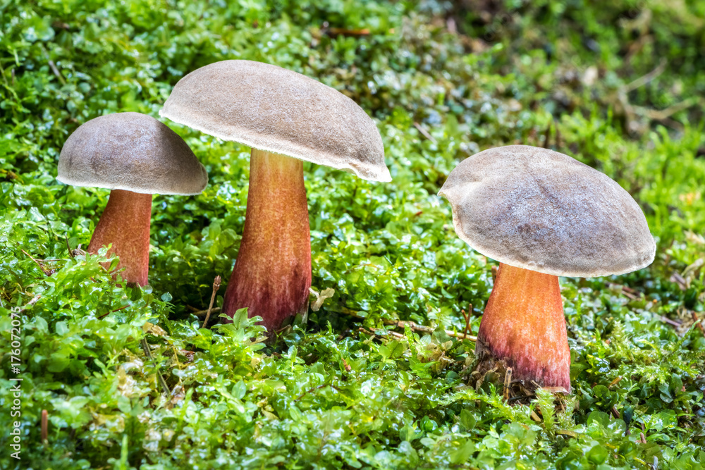 Edible mushroom Boletus chrysenteron in moss Edible mushroom Boletus chrysenteron in moss
