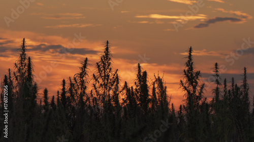 Wide shot of marijuana field in the amazing sunset background.