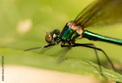 dragonfly in the park in nature © schankz
