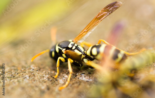a wasp on the ground is drinking water