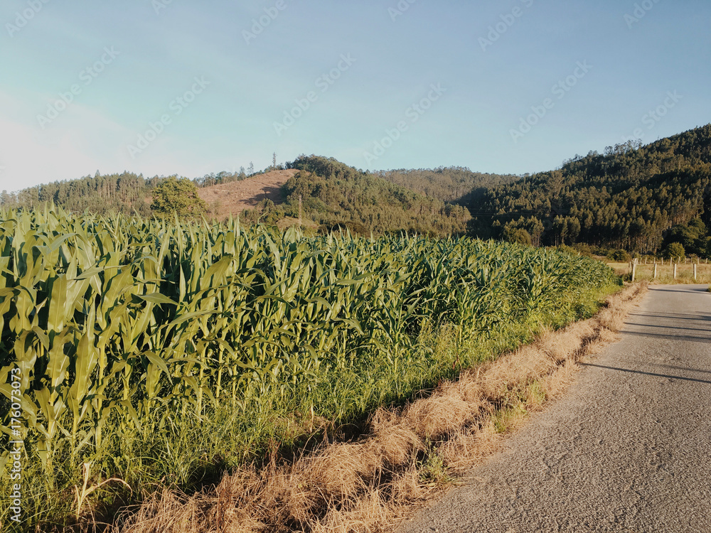 Fototapeta premium Cornfield