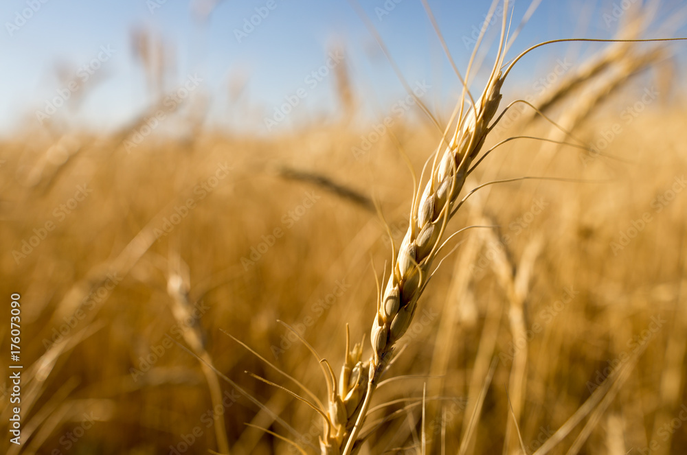 Fototapeta premium Yellow ears of wheat in a field in nature