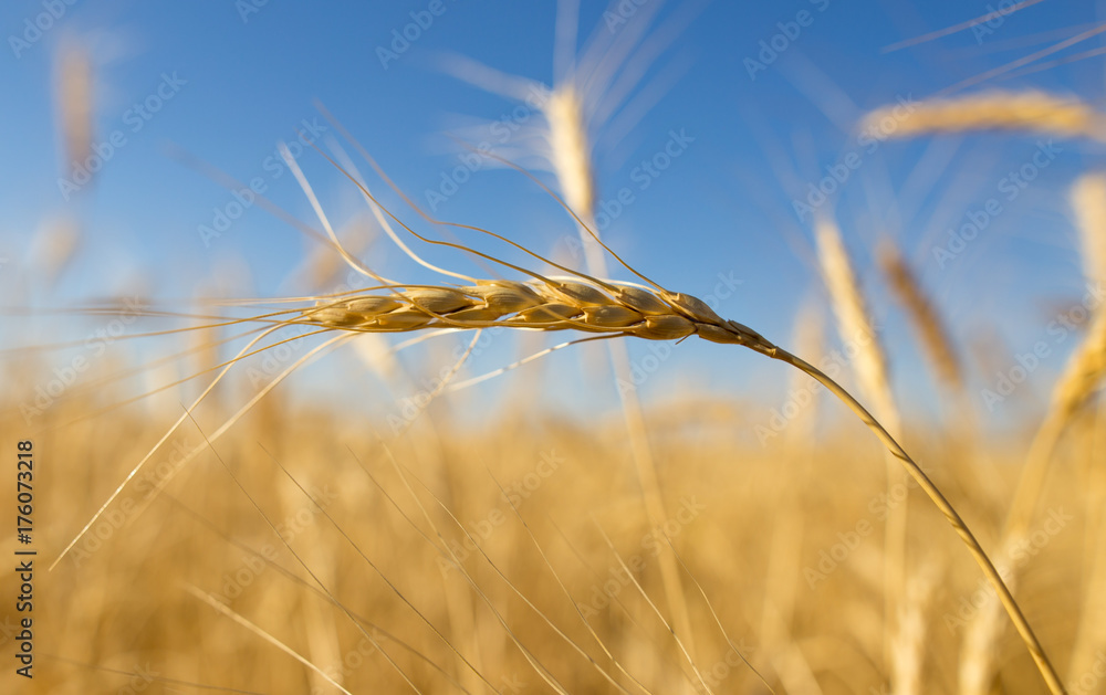 Yellow ears of wheat against the blue sky Yellow ears of wheat against the blue sky