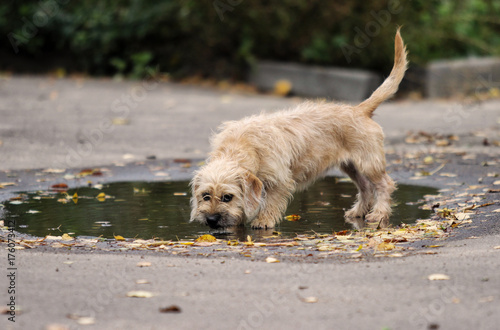 Dog drinks from a puddle © Happy monkey