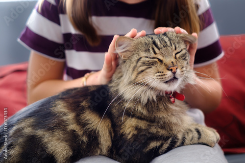 Obraz na płótnie Le chat tigré caressé par une fille. w salonie