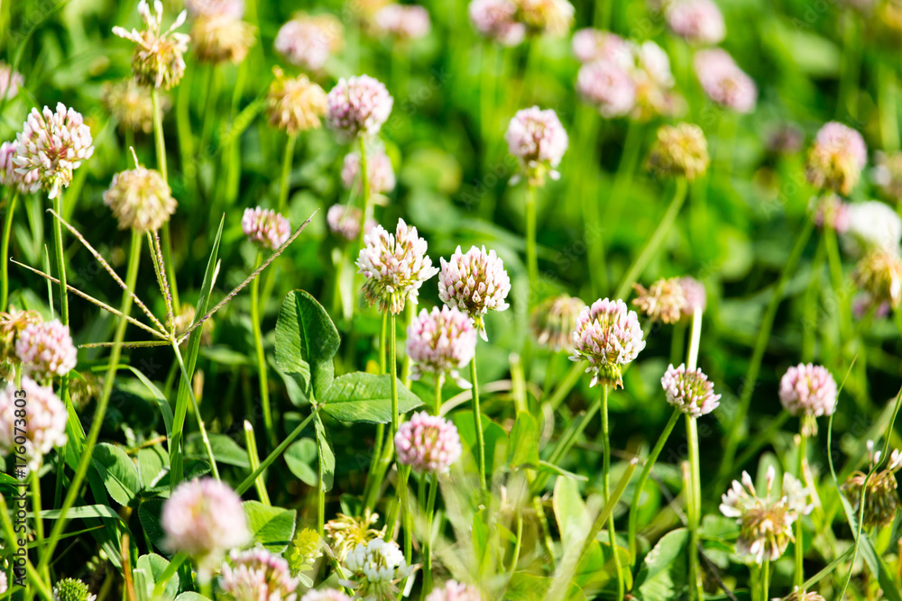 White flowers on a clover White flowers on a clover