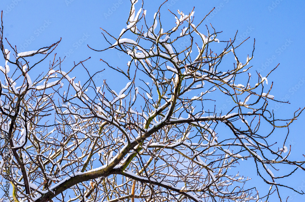 Branches of a tree with buds in the snow against a bright winter blue sky. Copyspace for text. Branches of a tree with buds in the snow against a bright winter blue sky. Copyspace for text.