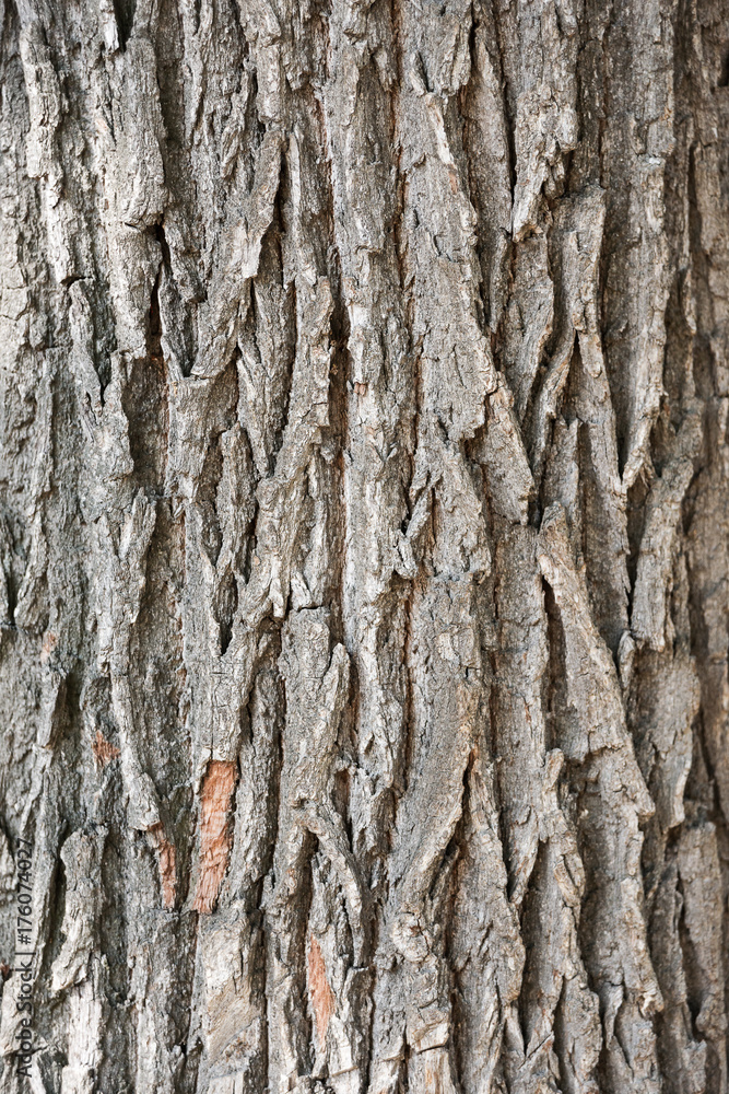 Obraz premium Old oak bark close-up