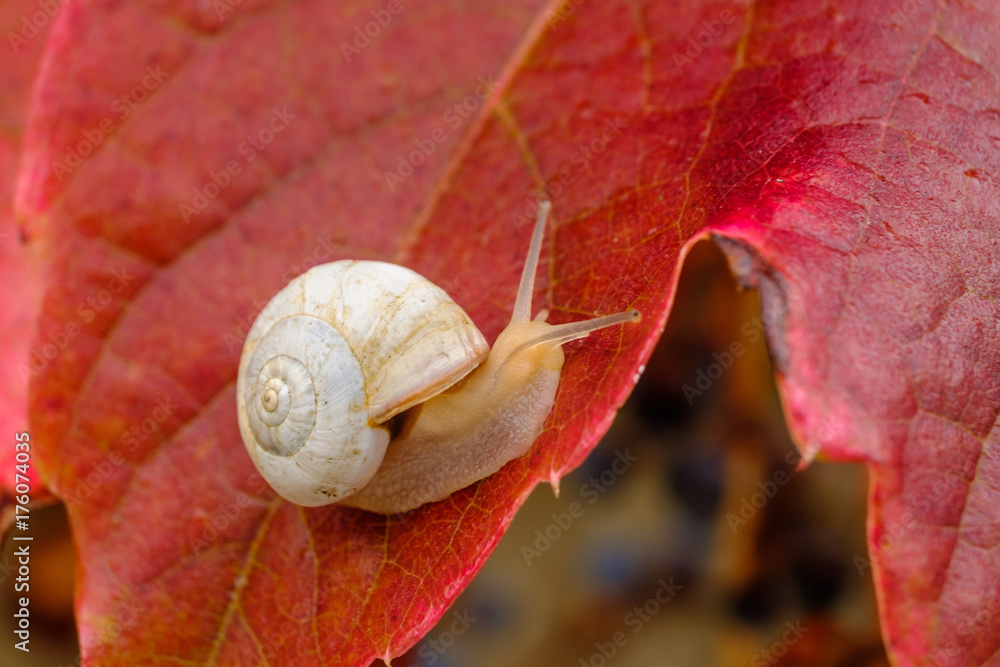 Un petit escargot blanc sur le feuille rouge de vigne en automne. Stock — free download