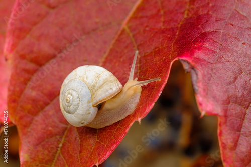 Un petit escargot blanc sur le feuille rouge de vigne en automne.