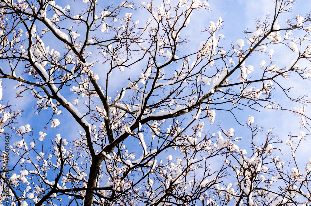 Branches of a tree with buds in the snow against a bright winter blue sky. Copyspace for text. Branches of a tree with buds in the snow against a bright winter blue sky. Copyspace for text.